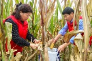 安徽利辛县局（营销部）助农抢收暖民心