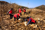 辽宁清原县局（营销部）助农秋收暖人心